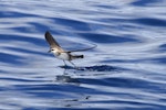 White-faced storm petrel | Takahikare. Foraging adult. Outer Hauraki Gulf, February 2012. Image © Dylan van Winkel by Dylan van Winkel.