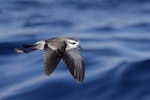 White-faced storm petrel | Takahikare. Adult (Australian subspecies). 50 km off Port Fairy, Victoria, Australia, April 2021. Image © Ian Wilson by Ian Wilson.