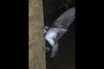 White-faced storm petrel | Takahikare. Adult climbing tree to depart breeding colony. Rangatira Island, Chatham Islands, October 2020. Image © James Russell by James Russell.