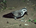 White-faced storm petrel | Takahikare. Adult sitting on legs. Rangatira Island, Chatham Islands, January 1979. Image © Department of Conservation (image ref: 10033383) by David Garrick, Department of Conservation.