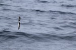 White-faced storm petrel | Takahikare. Adult in flight. At sea off Whangaroa Harbour, Northland, January 2011. Image © Jenny Atkins by Jenny Atkins.