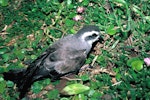 White-faced storm petrel | Takahikare. Adult at breeding colony. Mangere Island, Chatham Islands, November 1987. Image © Alan Tennyson by Alan Tennyson.