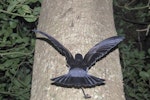 White-faced storm petrel | Takahikare. Adult climbing tree to depart breeding colony. Rangatira Island, Chatham Islands, October 2020. Image © James Russell by James Russell.