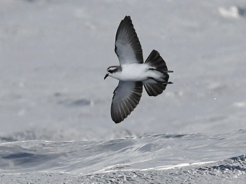 Kermadec storm petrel. Juvenile in flight. Kermadec Islands, April 2021. Image © Scott Brooks, www.thepetrelstation.nz by Scott Brooks.