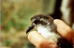 Kermadec storm petrel. Close view of adult head. Macauley Island, December 1988. Image © Graeme Taylor by Graeme Taylor.