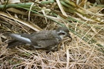 Kermadec storm petrel. Adult on ground. Macauley Island, Kermadec Islands, December 1988. Image © Alan Tennyson by Alan Tennyson.