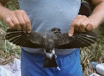 Kermadec storm petrel. Adult upper surface. Macauley Island, Kermadec Islands, December 1988. Image © Alan Tennyson by Alan Tennyson.