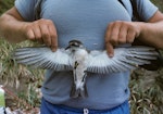 Kermadec storm petrel. Adult underside. Macauley Island, Kermadec Islands, December 1988. Image © Alan Tennyson by Alan Tennyson.