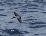 Kermadec storm petrel. Adult in flight. Kermadec Islands, January 2009. Image © Gareth Rapley by Gareth Rapley.