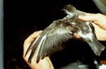 Kermadec storm petrel. Adult in the hand. Macauley Island, December 1988. Image © Graeme Taylor by Graeme Taylor.