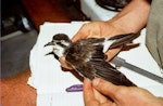 Kermadec storm petrel. Measuring adult bird in hand. Macauley Island, December 1988. Image © Graeme Taylor by Graeme Taylor.