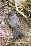 Kermadec storm petrel. Adult on ground. Macauley Island, Kermadec Islands, December 1988. Image © Alan Tennyson by Alan Tennyson.