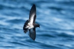 New Zealand storm petrel | Takahikare-raro. Adult in flight. Hauraki Gulf, September 2017. Image © Edin Whitehead by Edin Whitehead.