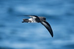 New Zealand storm petrel | Takahikare-raro. Adult in flight. Hauraki Gulf, September 2017. Image © Edin Whitehead by Edin Whitehead.