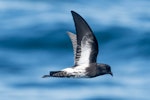 New Zealand storm petrel | Takahikare-raro. Adult in flight. Hauraki Gulf, September 2017. Image © Edin Whitehead by Edin Whitehead.