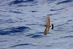 New Zealand storm petrel | Takahikare-raro. Wings and tail open in flight. Outer Hauraki Gulf, February 2012. Image © Dylan van Winkel by Dylan van Winkel.