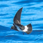 Black-bellied storm petrel | Takahikare-rangi. Adult. At sea off Port Stephens NSW, October 2010. Image © Dick Jenkin by Dick Jenkin.