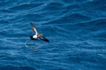 Black-bellied storm petrel | Takahikare-rangi. Adult skipping, ventral view. Southern Ocean, November 2016. Image © Edin Whitehead by Edin Whitehead.