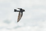 Black-bellied storm petrel | Takahikare-rangi. Individual with large amount of black on belly. At sea off Otago Peninsula, March 2017. Image © Matthias Dehling by Matthias Dehling.