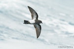 Black-bellied storm petrel | Takahikare-rangi. Ventral view of bird in flight. At sea off Otago Peninsula, March 2017. Image © Matthias Dehling by Matthias Dehling.