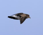 Black-bellied storm petrel | Takahikare-rangi. In flight, side view. At sea off Campbell Island, April 2013. Image © Phil Battley by Phil Battley.