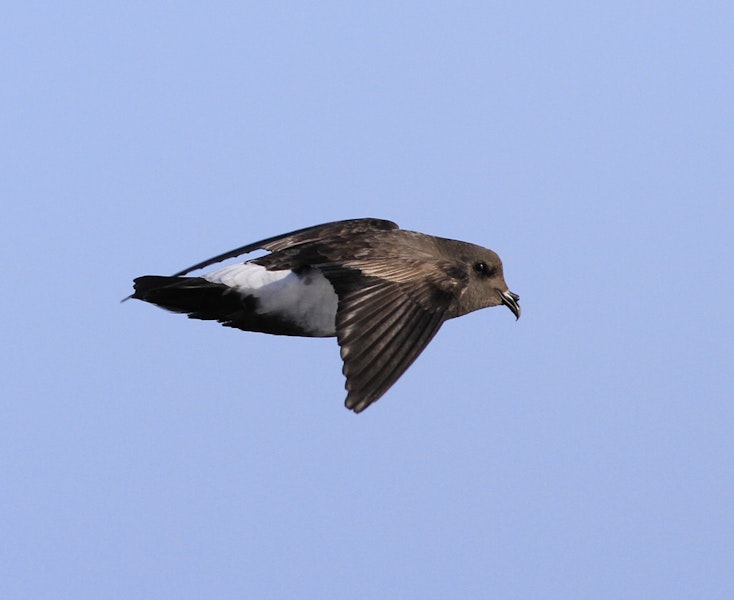 Black-bellied storm petrel | Takahikare-rangi. In flight, side view. At sea off Campbell Island, April 2013. Image © Phil Battley by Phil Battley.