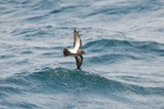 Black-bellied storm petrel | Takahikare-rangi. Ventral view of bird in flight. Scotia Sea, Away from South Georgia heading to Antarctica, December 2015. Image © Cyril Vathelet by Cyril Vathelet.