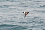 Black-bellied storm petrel | Takahikare-rangi. Side view of bird in flight. Scotia Sea, Away from South Georgia heading to Antarctica, December 2015. Image © Cyril Vathelet by Cyril Vathelet.