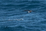 Black-bellied storm petrel | Takahikare-rangi. Adult skipping. Southern Ocean, November 2016. Image © Edin Whitehead by Edin Whitehead.