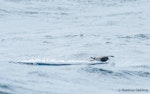 Black-bellied storm petrel | Takahikare-rangi. Adult skiing on surface. At sea off Otago Peninsula, March 2017. Image © Matthias Dehling by Matthias Dehling.