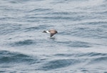 Black-bellied storm petrel | Takahikare-rangi. Side view of adult in flight. At sea, Near South Georgia, December 2015. Image © Cyril Vathelet by Cyril Vathelet.