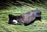 Black-bellied storm petrel | Takahikare-rangi. Adult. Reef Point, Antipodes Island, November 1995. Image © Alan Tennyson by Alan Tennyson.