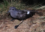 Black-bellied storm petrel | Takahikare-rangi. Adult. Disappointment Island, Auckland Islands, January 2018. Image © Colin Miskelly by Colin Miskelly.