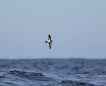 Black-bellied storm petrel | Takahikare-rangi. Ventral. At sea, Off Wollongong, New South Wales, Australia, April 2012. Image © Brook Whylie by Brook Whylie.