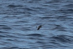 Black-bellied storm petrel | Takahikare-rangi. Dorsal. At sea, Off Wollongong, New South Wales, Australia, April 2012. Image © Brook Whylie by Brook Whylie.