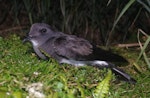 Black-bellied storm petrel | Takahikare-rangi. Adult. Ewing Island, Auckland Islands, January 2018. Image © Colin Miskelly by Colin Miskelly.