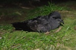 Black-bellied storm petrel | Takahikare-rangi. Adult at breeding colony. Ewing Island, Auckland Islands, January 2018. Image © Colin Miskelly by Colin Miskelly.