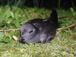 Black-bellied storm petrel | Takahikare-rangi. Adult. Ewing Island, January 2018. Image © Colin Miskelly by Colin Miskelly.