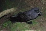 Black-bellied storm petrel | Takahikare-rangi. Adult at breeding colony. Ewing Island, Auckland Islands, January 2018. Image © Colin Miskelly by Colin Miskelly.