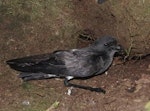 Black-bellied storm petrel | Takahikare-rangi. Adult at breeding colony. Ewing Island, Auckland Islands, January 2018. Image © Colin Miskelly by Colin Miskelly.