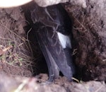 Black-bellied storm petrel | Takahikare-rangi. Adult incubating in shallow burrow. Enderby Island, Auckland Islands, January 2018. Image © Colin Miskelly by Colin Miskelly.