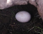 Black-bellied storm petrel | Takahikare-rangi. Egg in nest. Enderby Island, Auckland Islands, January 2018. Image © Colin Miskelly by Colin Miskelly.