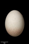 Black-bellied storm petrel | Takahikare-rangi. Egg (35.5 x 26.5 mm). NMNZ OR.030242, collected by Alan Tennyson. Rose Island, Auckland Islands, January 2018. Image © Te Papa by Jean-Claude Stahl.