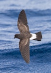 White-bellied storm petrel. Adult in flight. Lord Howe Island pelagic, April 2019. Image © David Newell 2019 birdlifephotography.org.au by David Newell.