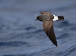 White-bellied storm petrel. Adult in flight. Near Ball's Pyramid, Lord Howe Island, April 2019. Image © Ian Wilson 2019 birdlifephotography.org.au by Ian Wilson.