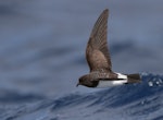 White-bellied storm petrel. Adult in flight. Near Ball's Pyramid, Lord Howe Island, April 2019. Image © Ian Wilson 2019 birdlifephotography.org.au by Ian Wilson.