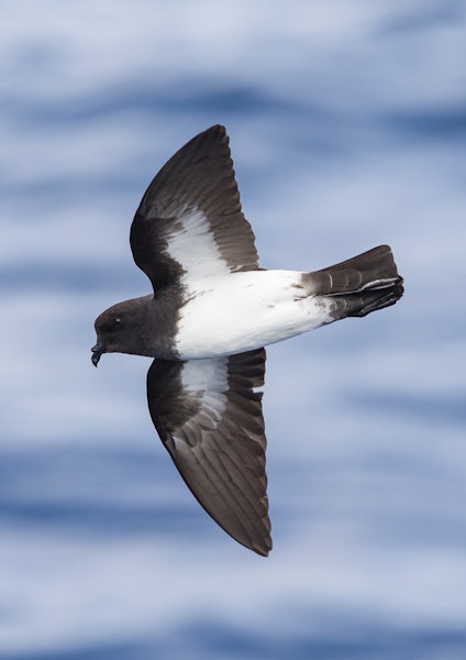 White-bellied storm petrel. Adult in flight. Lord Howe Island pelagic, April 2019. Image © David Newell 2019 birdlifephotography.org.au by David Newell.