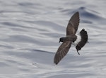 White-bellied storm petrel. Adult in flight. Off Ball's Pyramid, Lord Howe Island, March 2018. Image © Doug Castle 2018 birdlifephotography.org.au by Doug Castle.