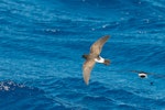 White-bellied storm petrel. Adult in flight. Lord Howe Island pelagic, February 2017. Image © Mark Lethlean 2017 birdlifephotography.org.au by Mark Lethlean.