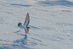 White-bellied storm petrel. Adult in flight. Lord Howe Island pelagic, February 2017. Image © Mark Lethlean 2017 birdlifephotography.org.au by Mark Lethlean.